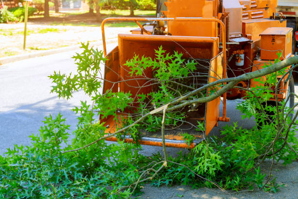 Best Tree Trimming and Pruning  in Santa Fe, TX