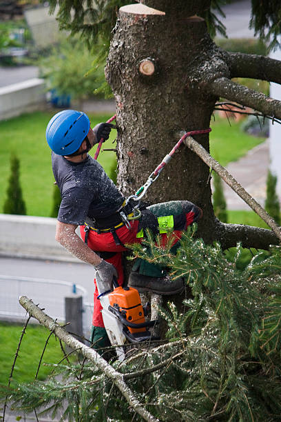 Best Fruit Tree Pruning  in Santa Fe, TX