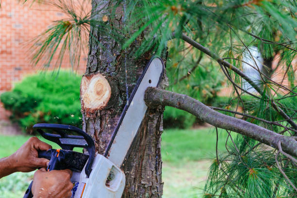 Best Tree Health Inspection  in Santa Fe, TX