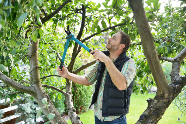 Best Tree Maintenance Programs  in Santa Fe, TX